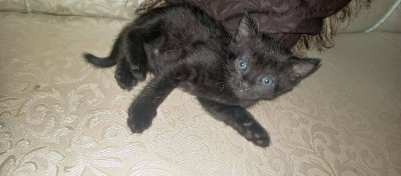 CUTE KITTENS FOR SALE BLUE EYES 8