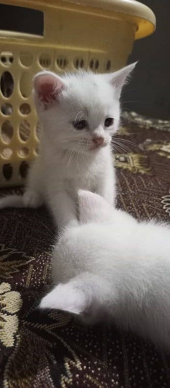 CUTE KITTENS FOR SALE BLUE EYES 9