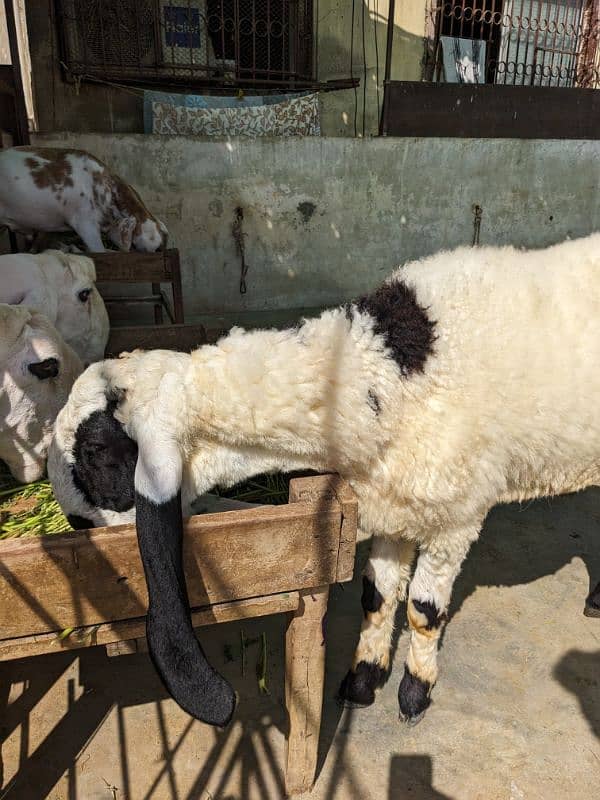 Larkana Male Sheep 0