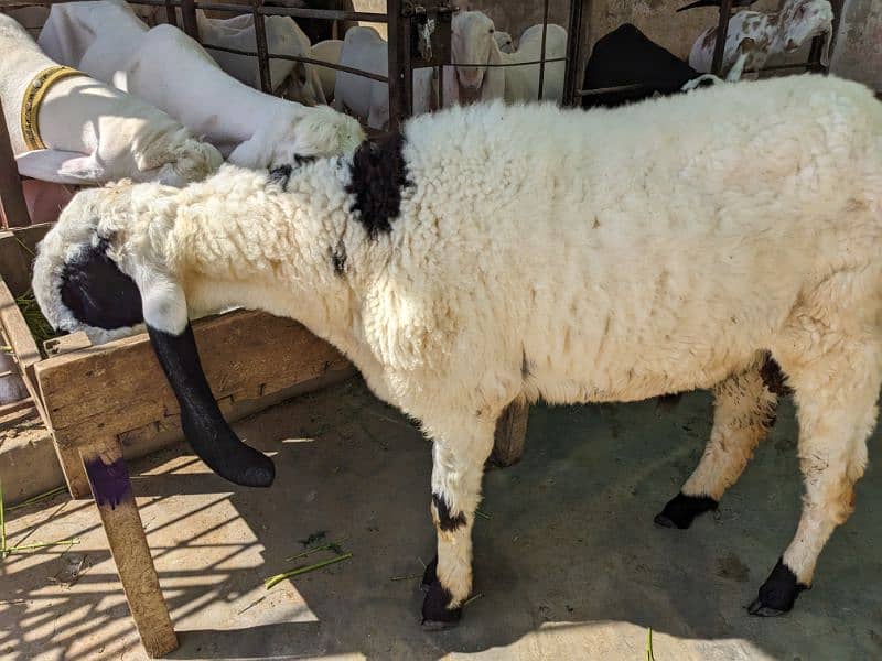 Larkana Male Sheep 1