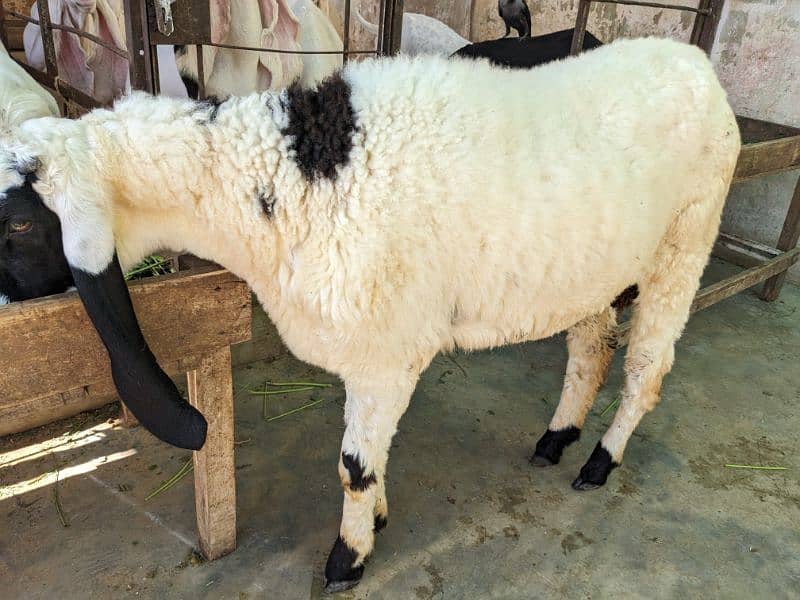 Larkana Male Sheep 2