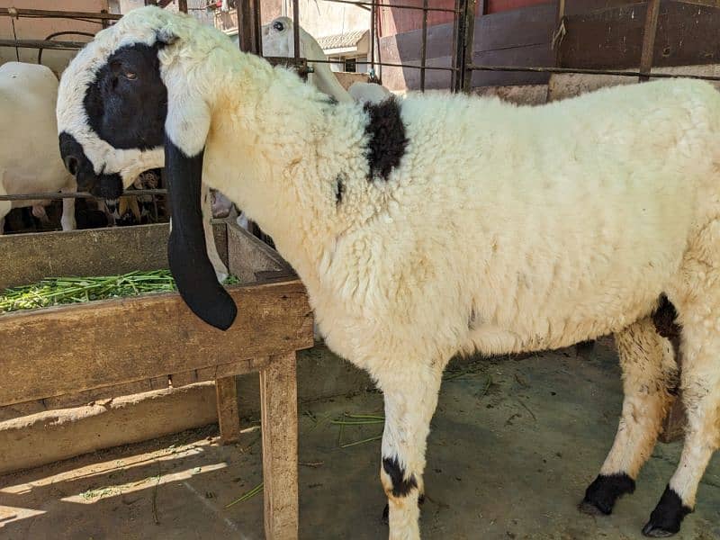 Larkana Male Sheep 3