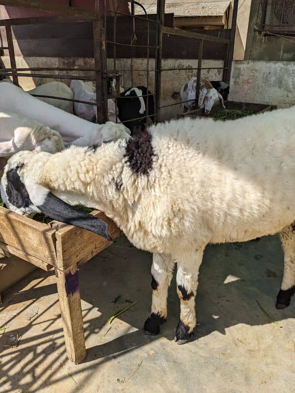 Larkana Male Sheep 4