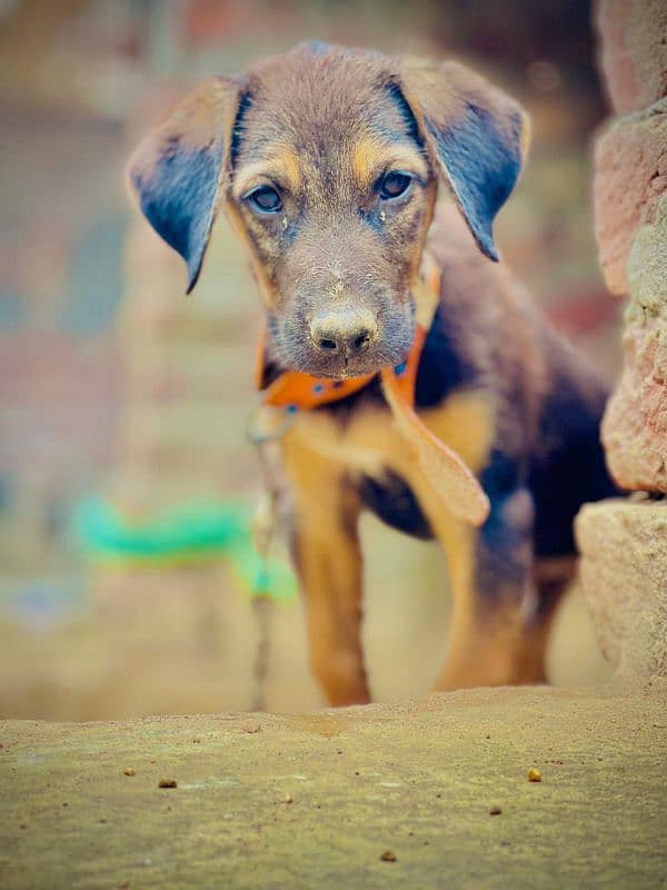 ROTTWEILER 6 MONTH 0