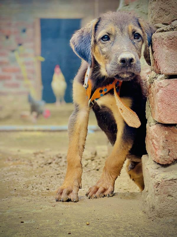 ROTTWEILER 6 MONTH 6