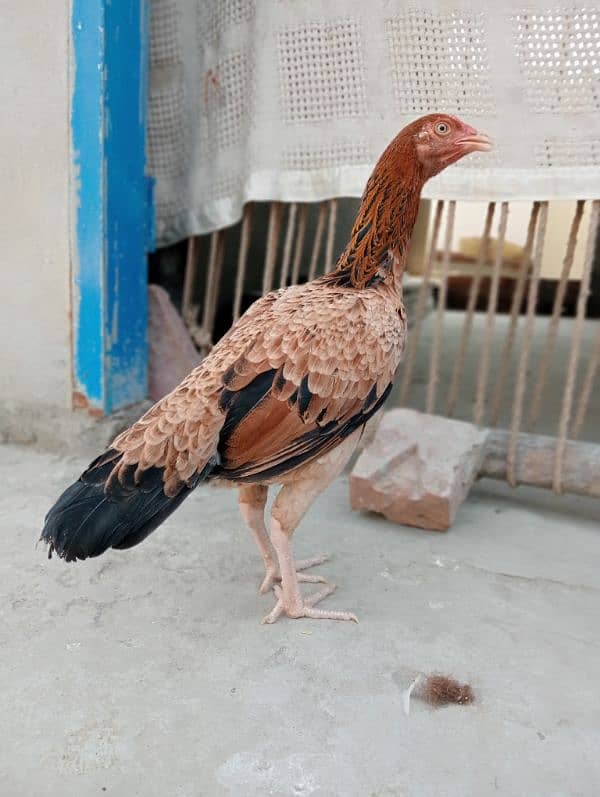 Mainwali female Brown colour 0