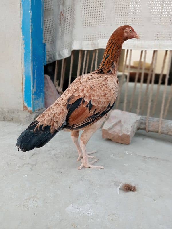 Mainwali female Brown colour 1