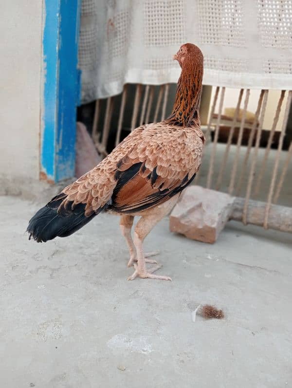 Mainwali female Brown colour 2