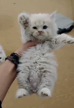 high quality kitten|Punch face Kittens|persian cat|cute|tripple|fluffy