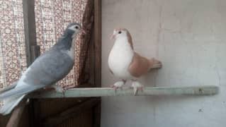 fancy pigeon 03707052004