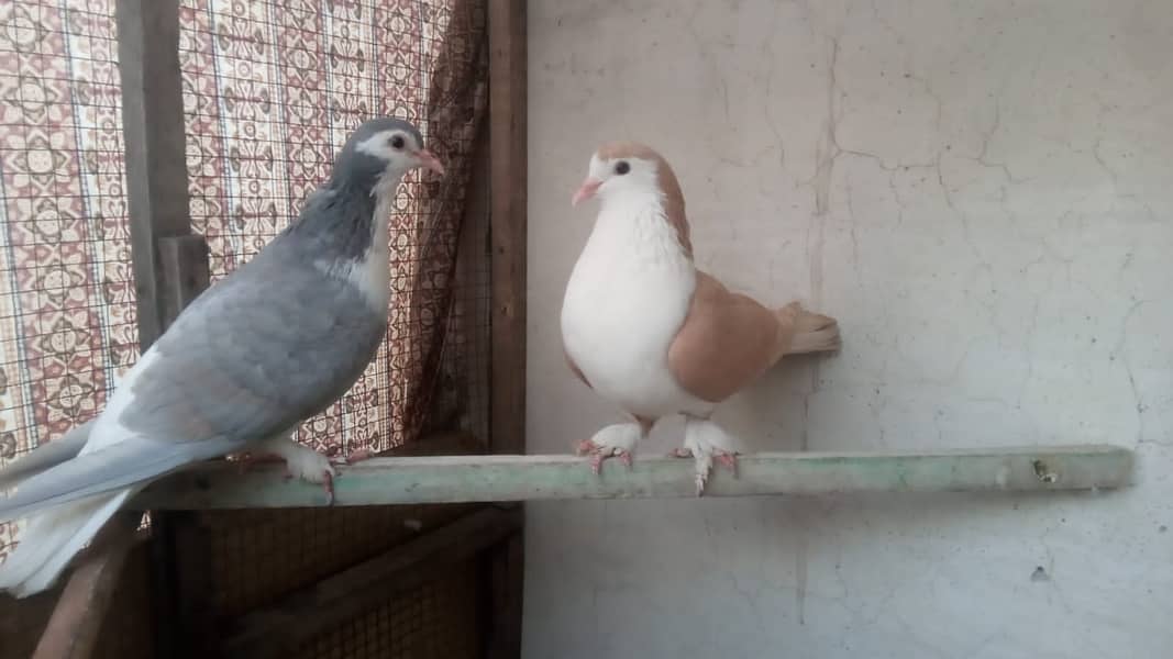 fancy pigeon 03707052004 0