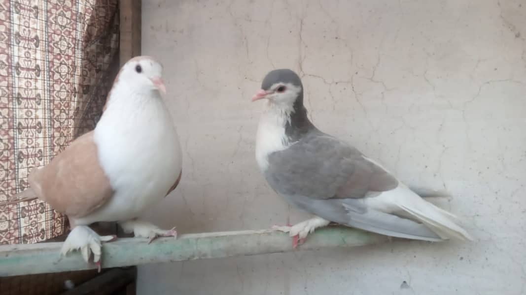 fancy pigeon 03707052004 1