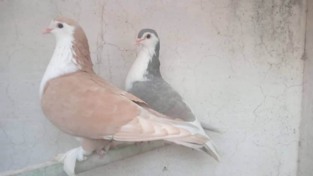 fancy pigeon 03707052004 2