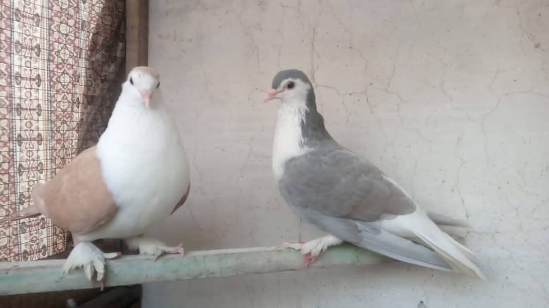 fancy pigeon 03707052004 3