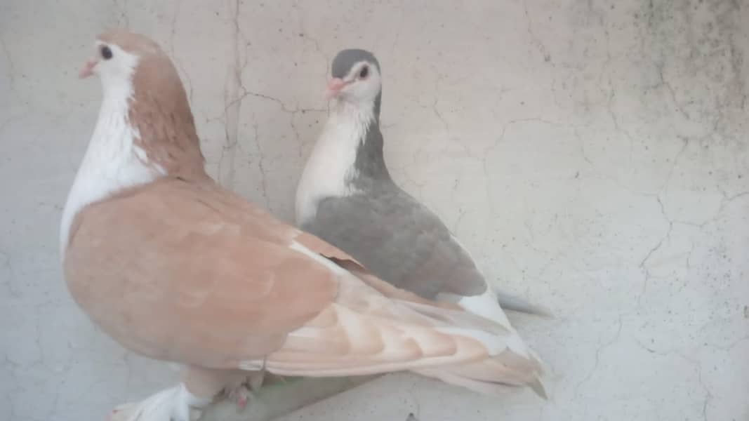 fancy pigeon 03707052004 5