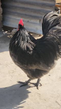 Australorp hertiage Chicks | paperwhite heera pair Aseel