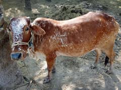 sahiwal cow