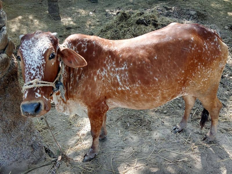 sahiwal cow 0