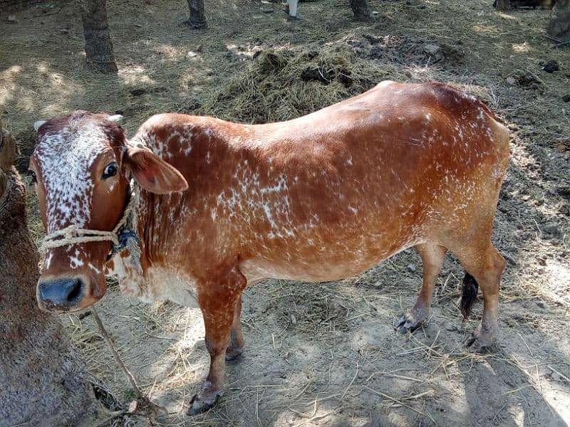 sahiwal cow 1