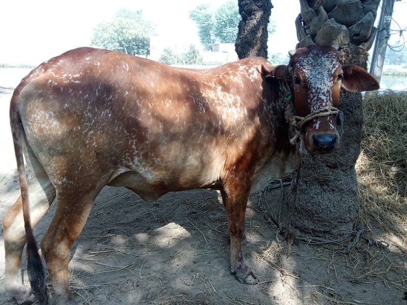 sahiwal cow 2