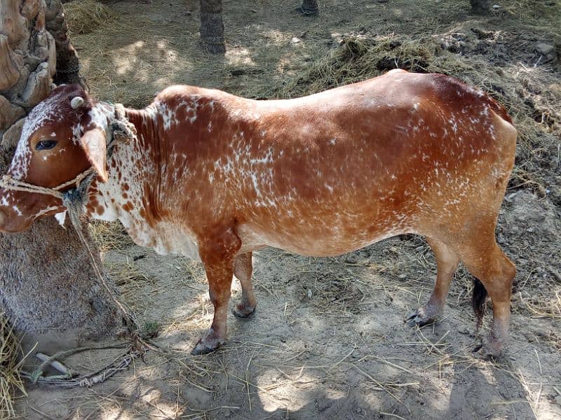 sahiwal cow 3