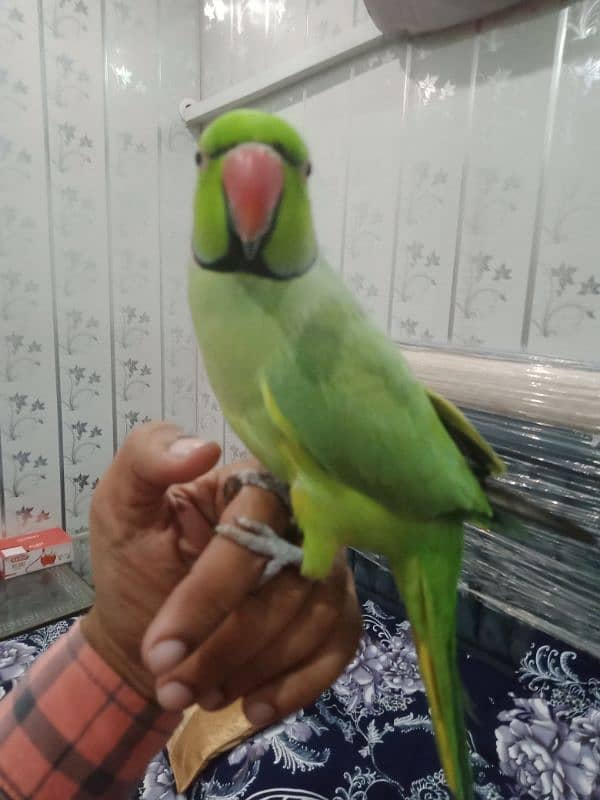 0 bite tame parrot 0