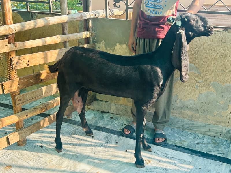 black female goat for sale 0