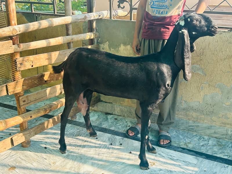 black female goat for sale 1