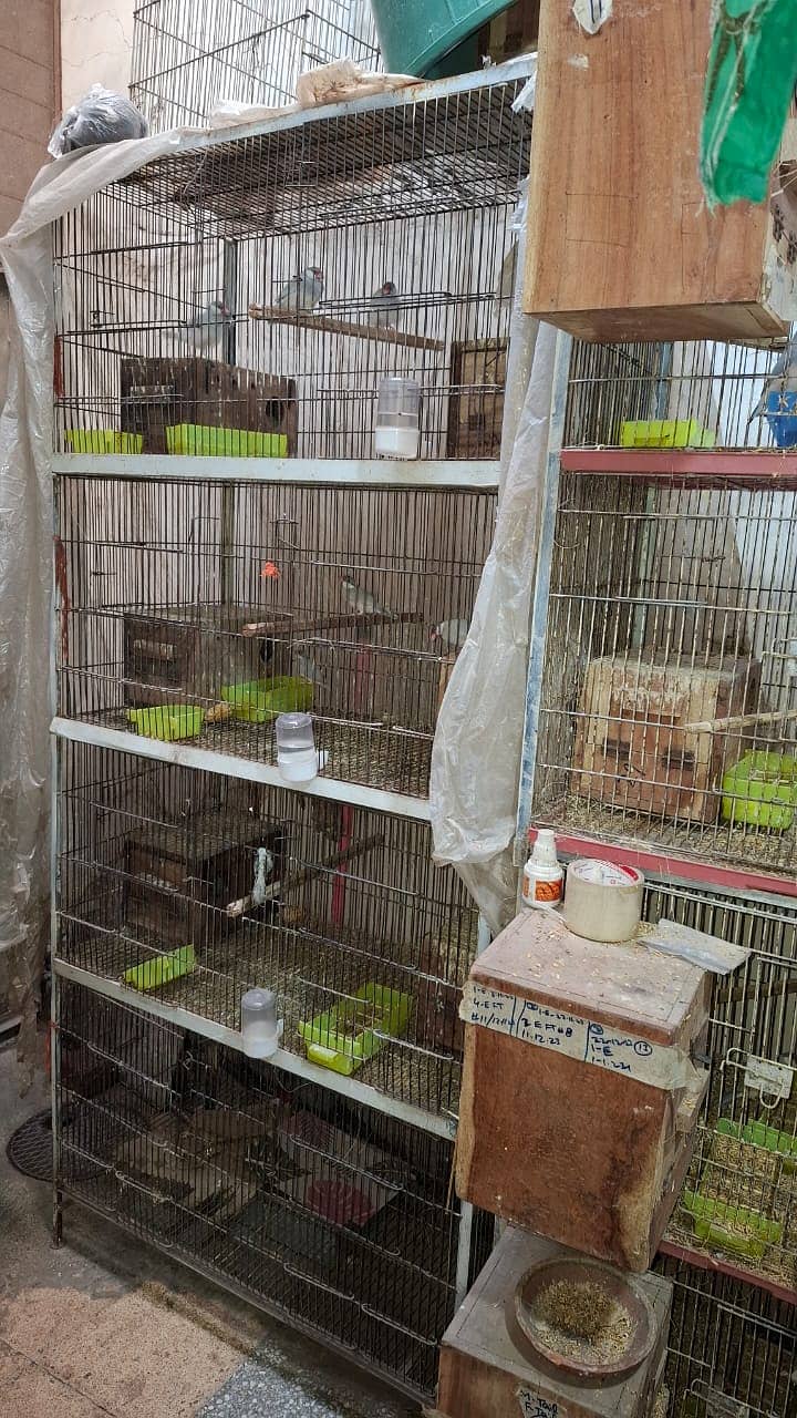 Cage (Pinjra) in Cheap Price 6