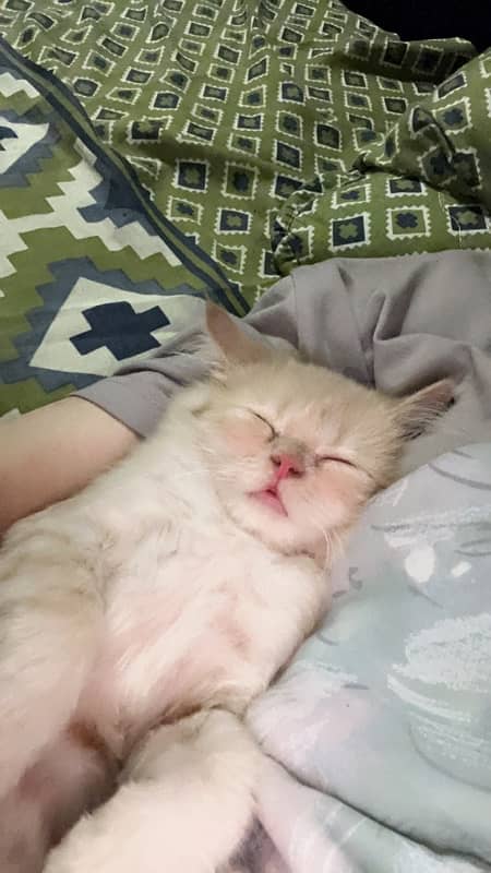 persian cat for sale 0