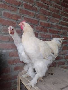 Ayam