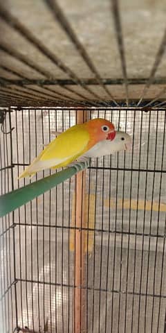 lutino personata and albino black eye female for sale