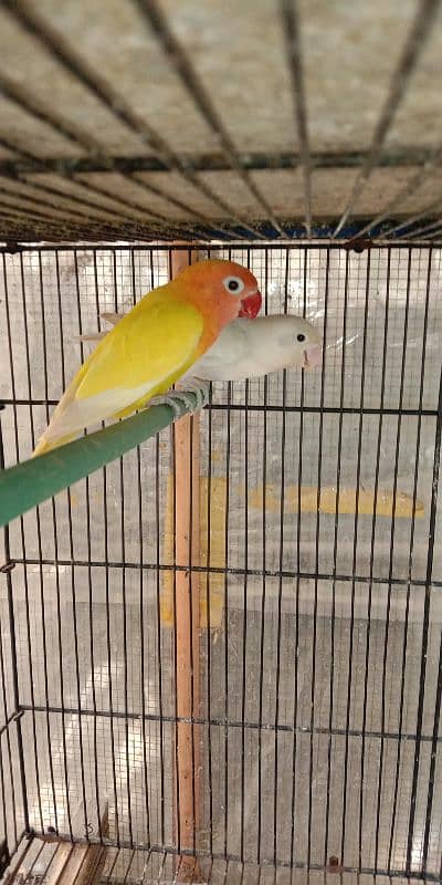 lutino personata and albino black eye female for sale 1