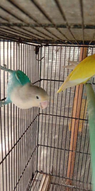 lutino personata and albino black eye female for sale 2