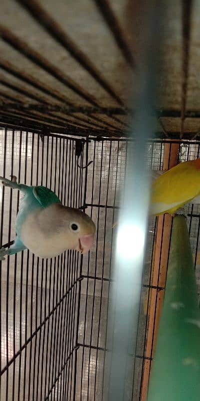 lutino personata and albino black eye female for sale 3