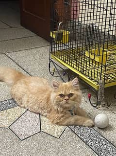 Persian kitten for Sale