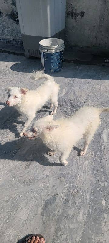 Russian puppies pink nose double coated 5