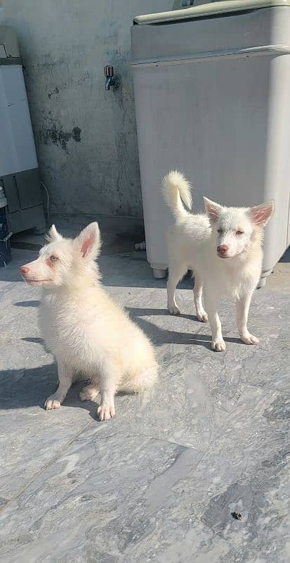 Russian puppies pink nose double coated 9