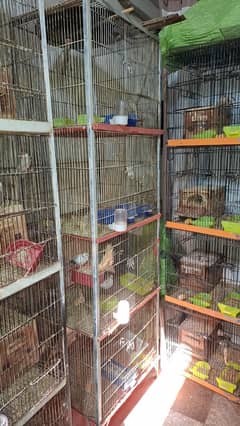 Java and Cages Available