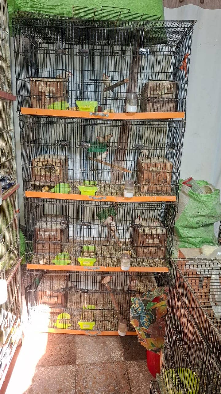 Java and Cages Available 1