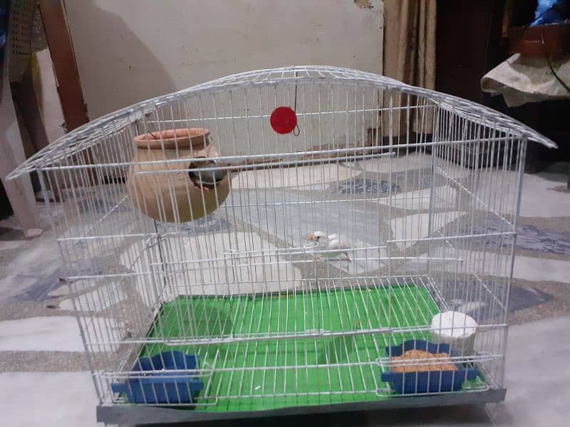 one matki one breder pair zebra finches one cage 0