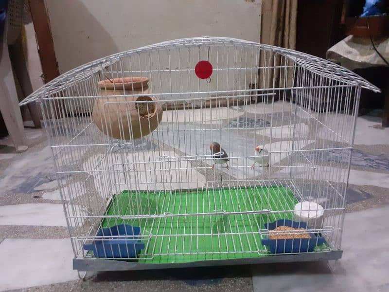 one matki one breder pair zebra finches one cage 1