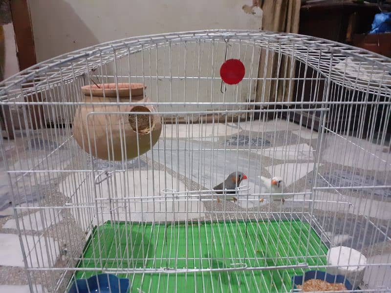 one matki one breder pair zebra finches one cage 2