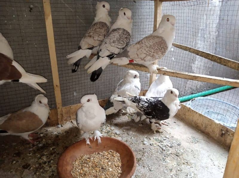 Sale Of pigeons 0