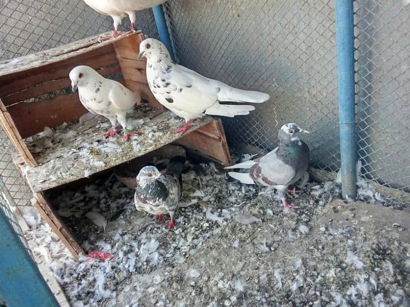 urgent sale pigeon 0