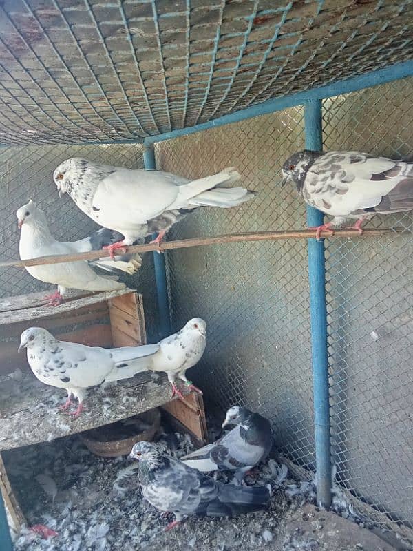 urgent sale pigeon 2