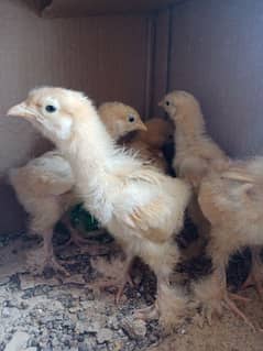 golden buff chicks