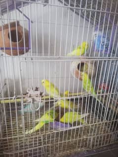 Australian budgies