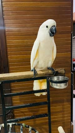 Moluccan cockatoo