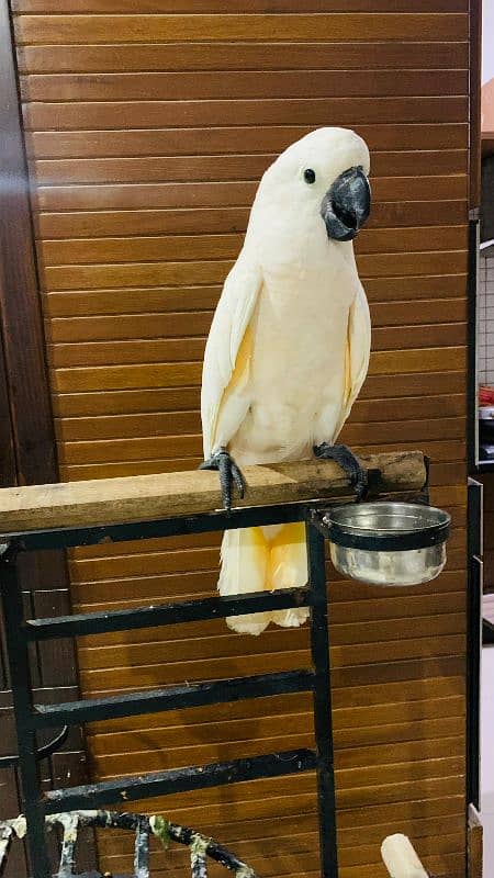 Moluccan cockatoo 0